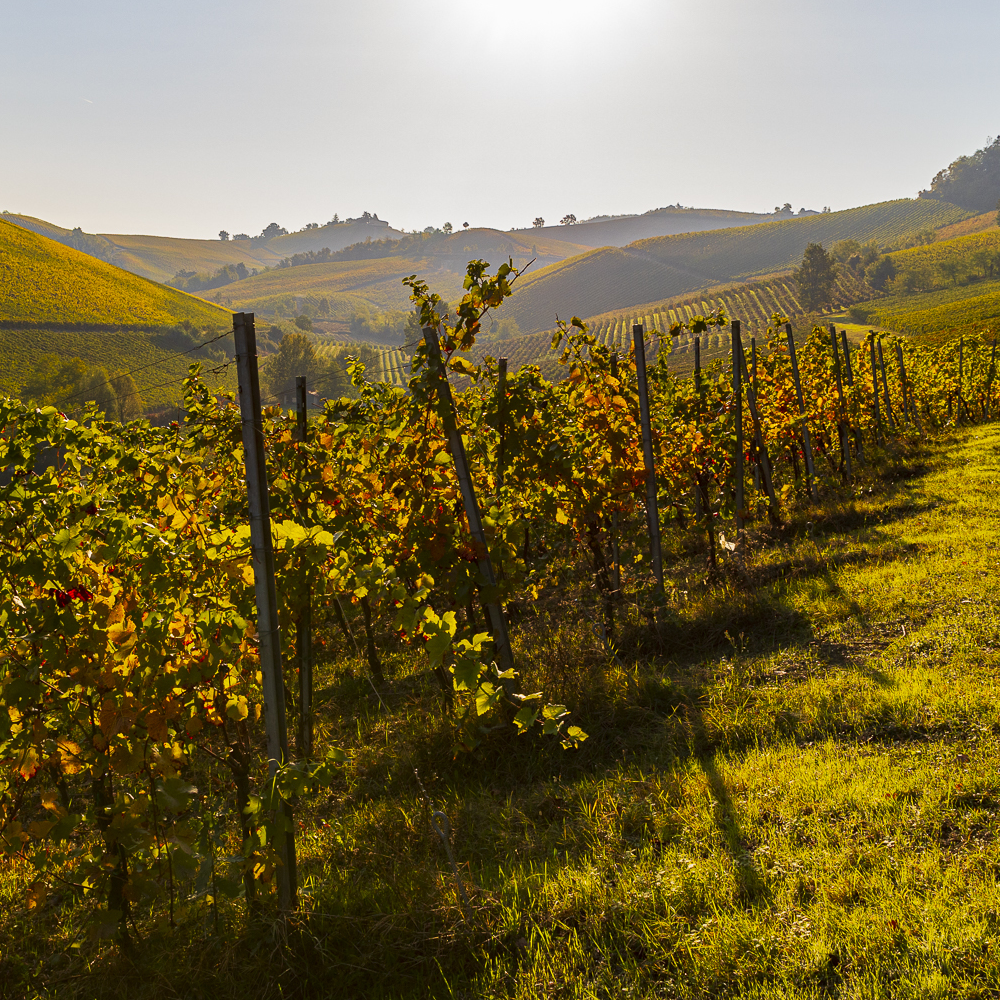 Un viaggio nel cuore del vino: esplorando l'Oltrepò Pavese