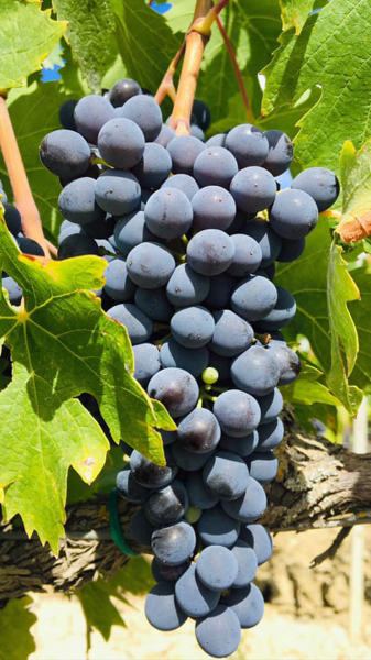 A passeggio tra le uve mature di Toscana