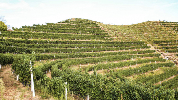 I vini albanesi fanno tappa in Veneto