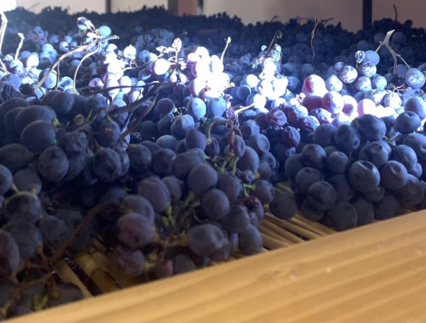 L'appassimento delle uve in Valpolicella