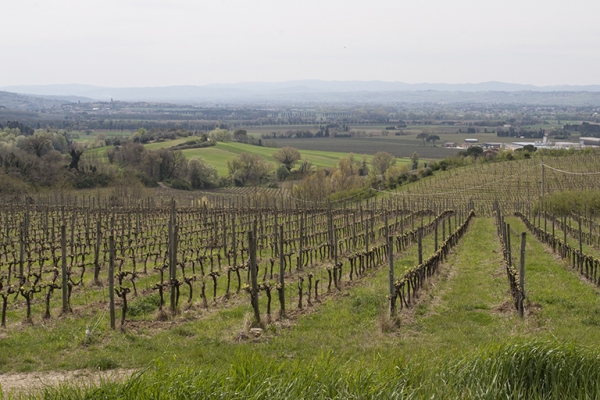 Umbria, viaggio nella terra millenaria del vino